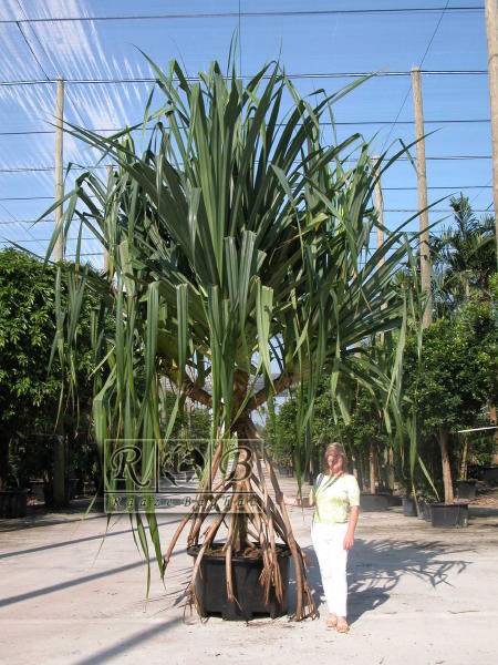 پاندانوس ساندری